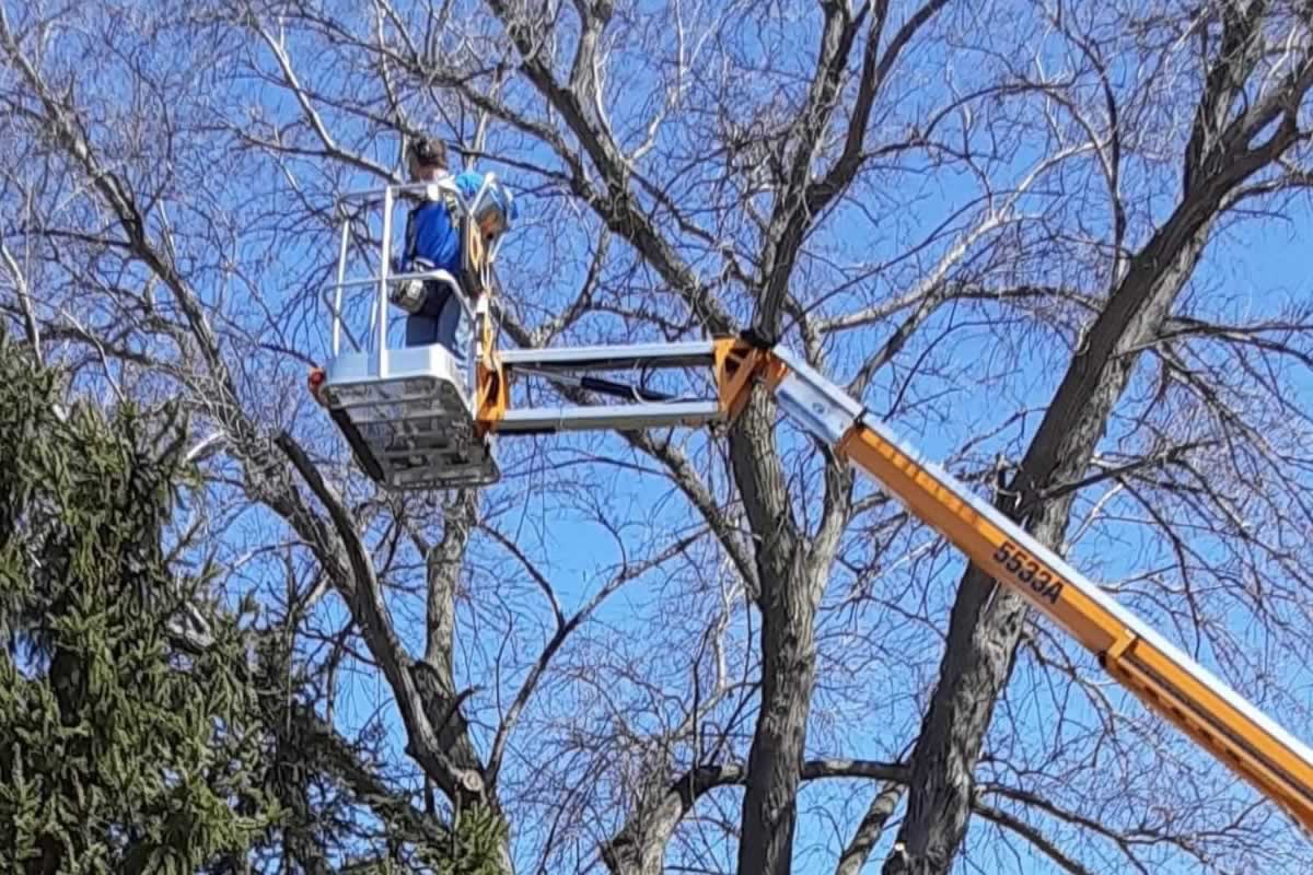 Tree Trimming